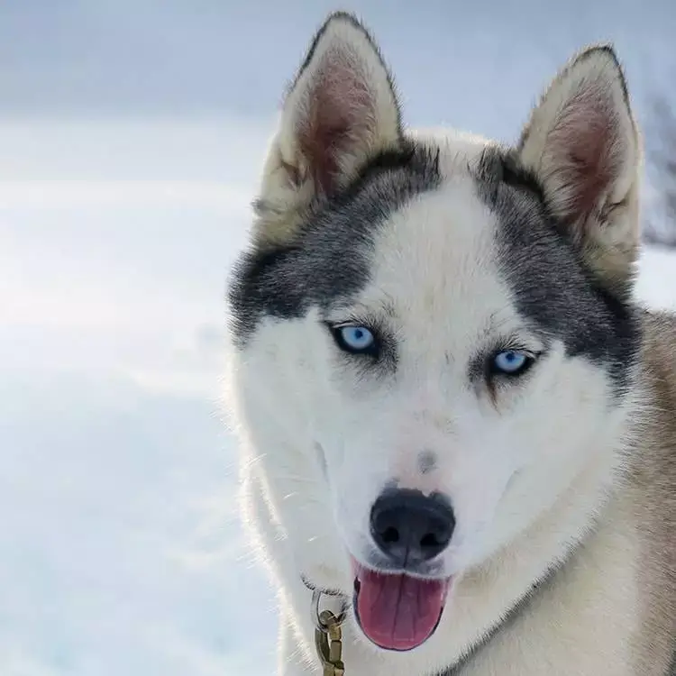 Nikita